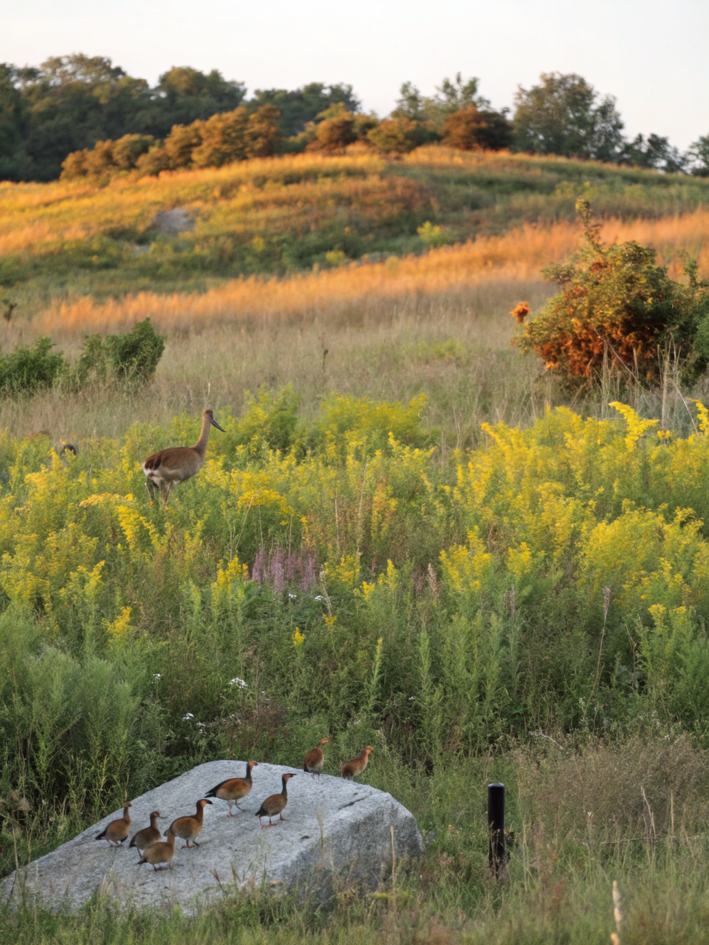 Couverture de La Biodiversité Terrestre